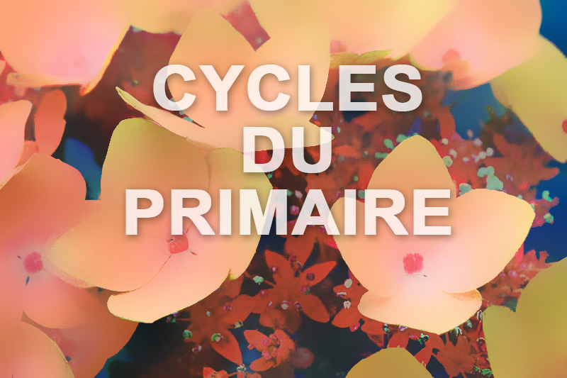 CYCLE 2 - Partie 2